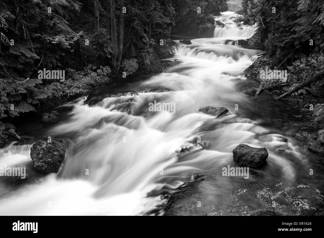 Koosah Falls in bianco e nero Foto Stock