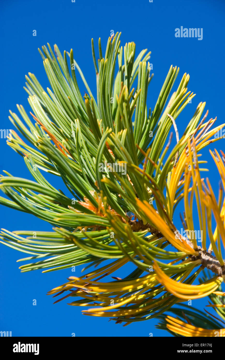 Whitebark aghi di pino, Newberry nazionale monumento vulcanico, Oregon Foto Stock