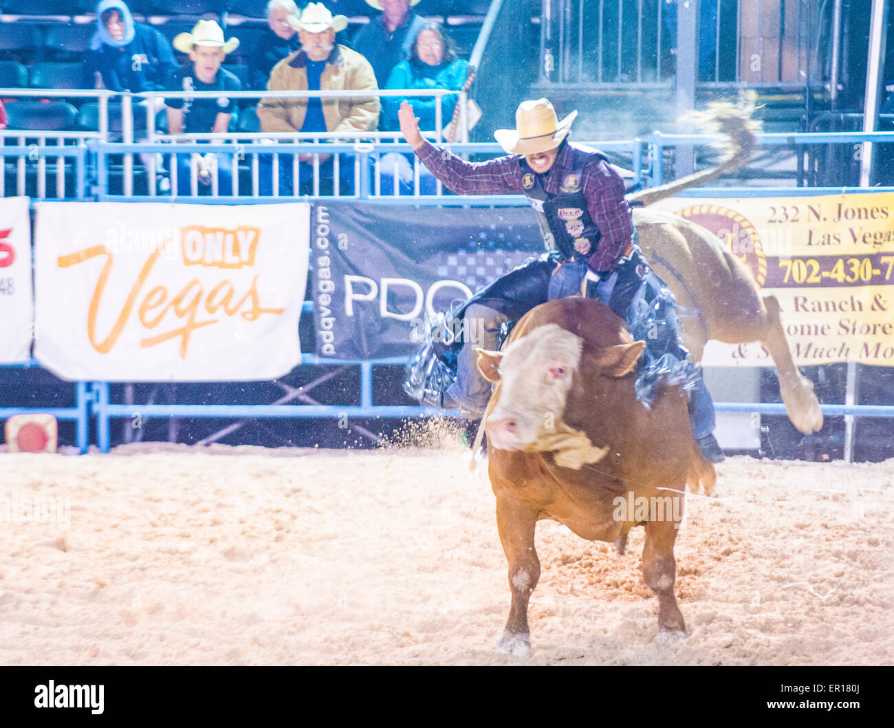 Il cowboy che partecipano a un toro di equitazione la concorrenza a Helldorado giorni Rodeo , un rodeo professionale che si terrà a Las Vegas Foto Stock