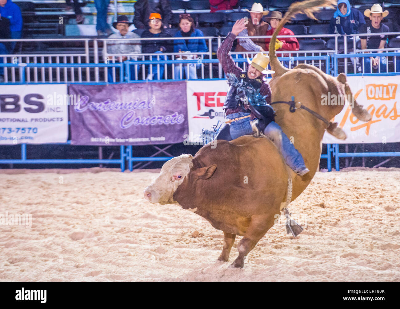 Il cowboy che partecipano a un toro di equitazione la concorrenza a Helldorado giorni Rodeo , un rodeo professionale che si terrà a Las Vegas Foto Stock