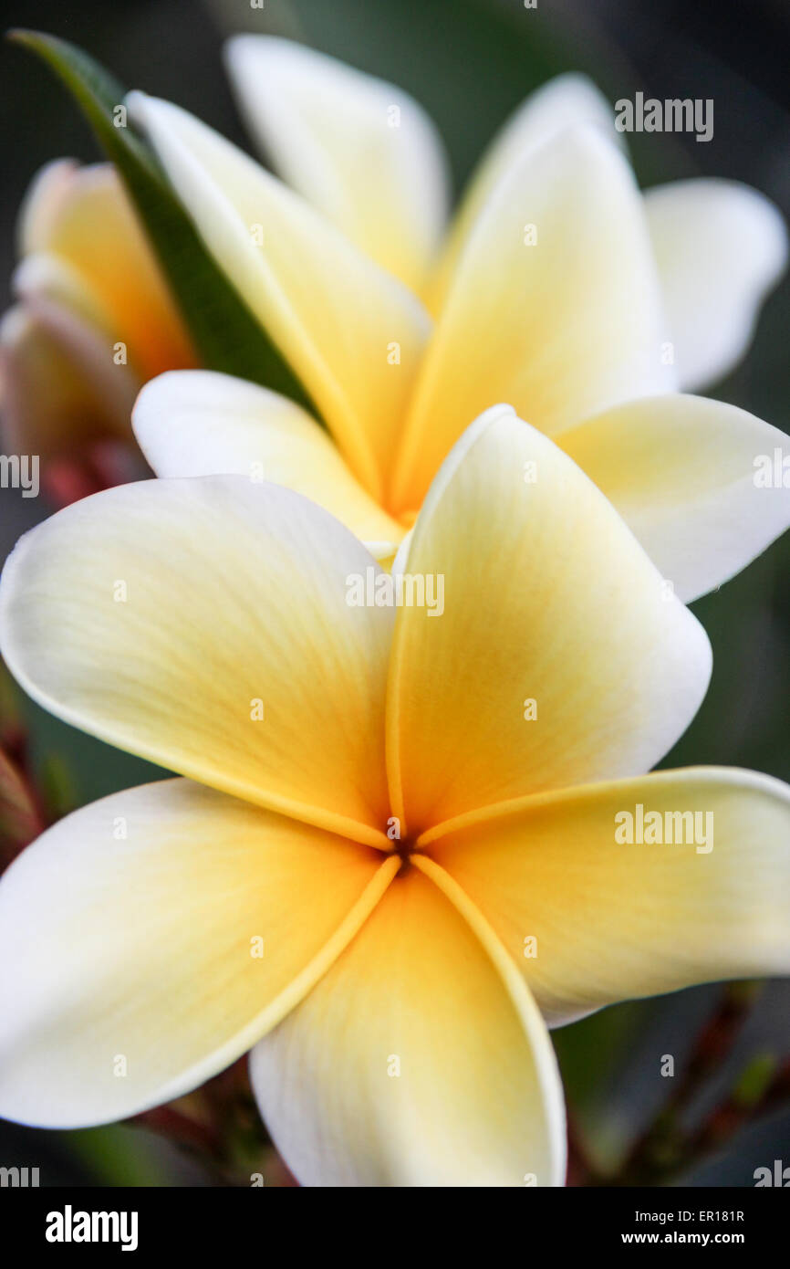 Plumeria Frangipani fiore giallo e bianco fiori tropicali Foto stock - Alamy