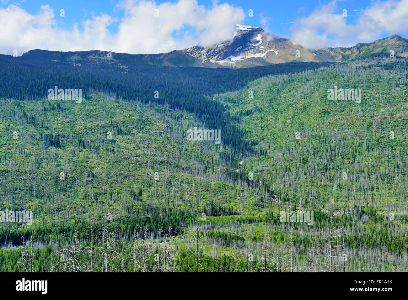 Ampio paesaggio deserto del Glacier National Park Montana in estate Foto Stock