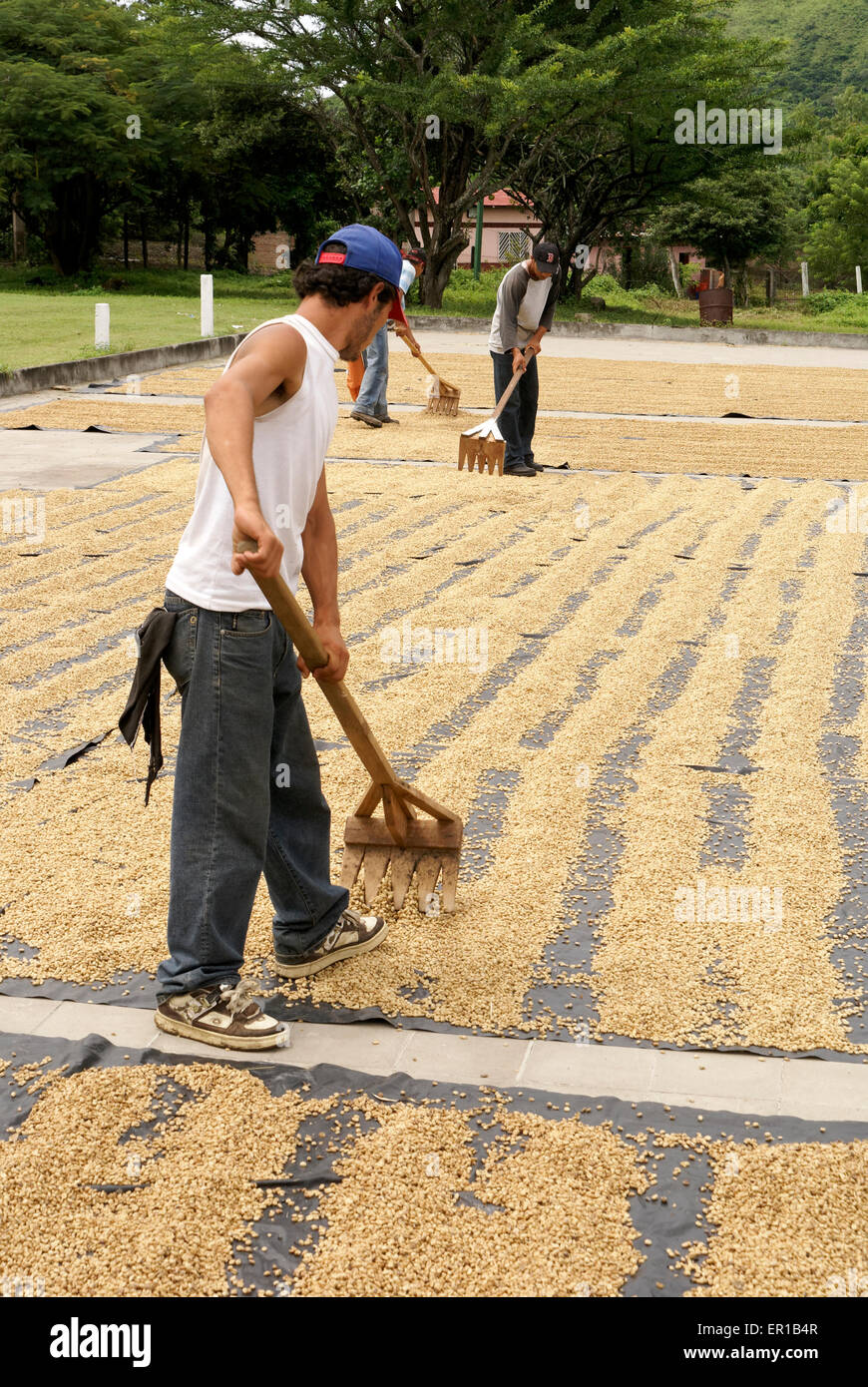 Gli uomini a rastrellare i chicchi di caffè di essiccazione al sole in una piantagione di caffè vicino a Matagalpa, Nicaragua Foto Stock