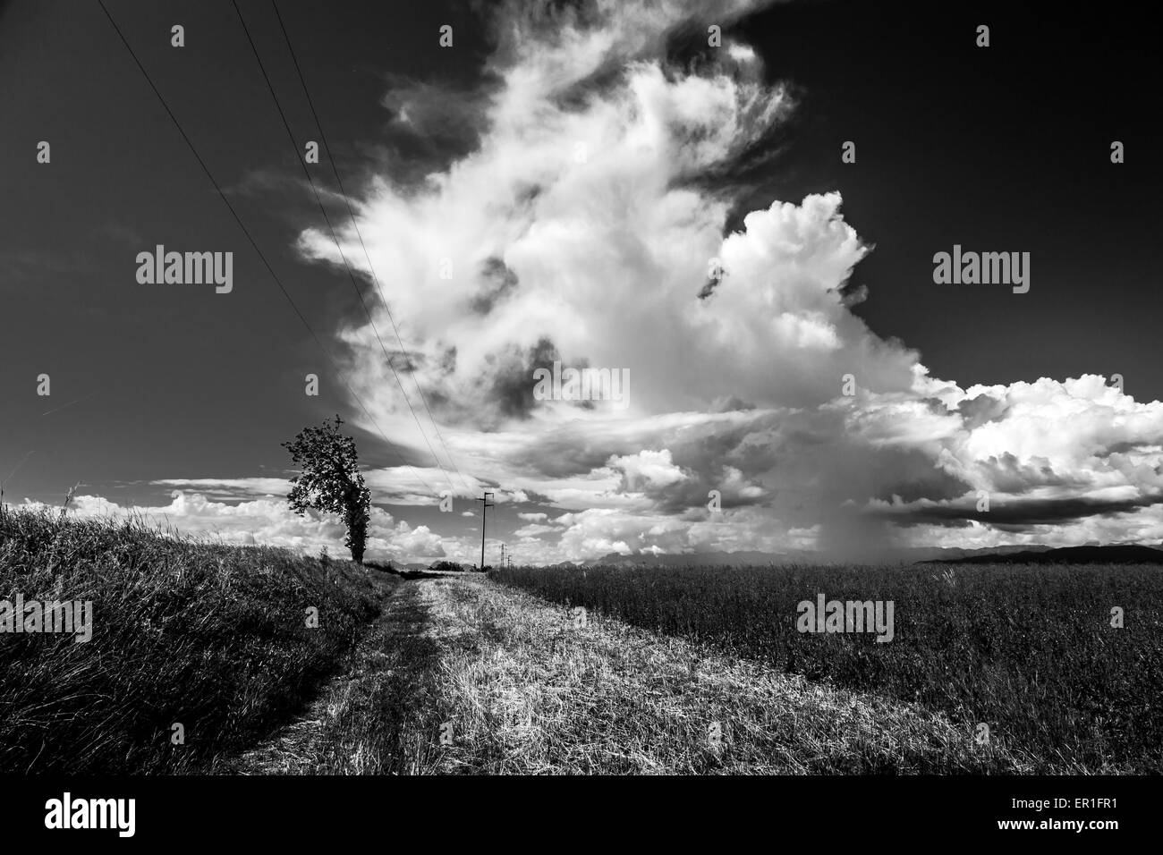 Un albero solitario accanto a una strada di campagna in una sera d'estate Foto Stock