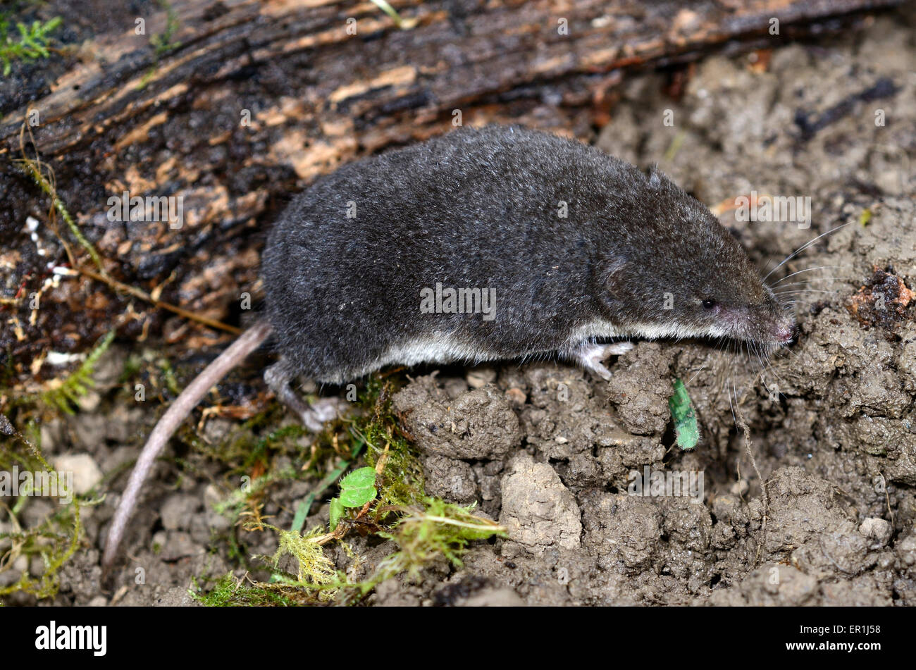Un acqua megera rimescolamento circa in prossimità del water REGNO UNITO Foto Stock