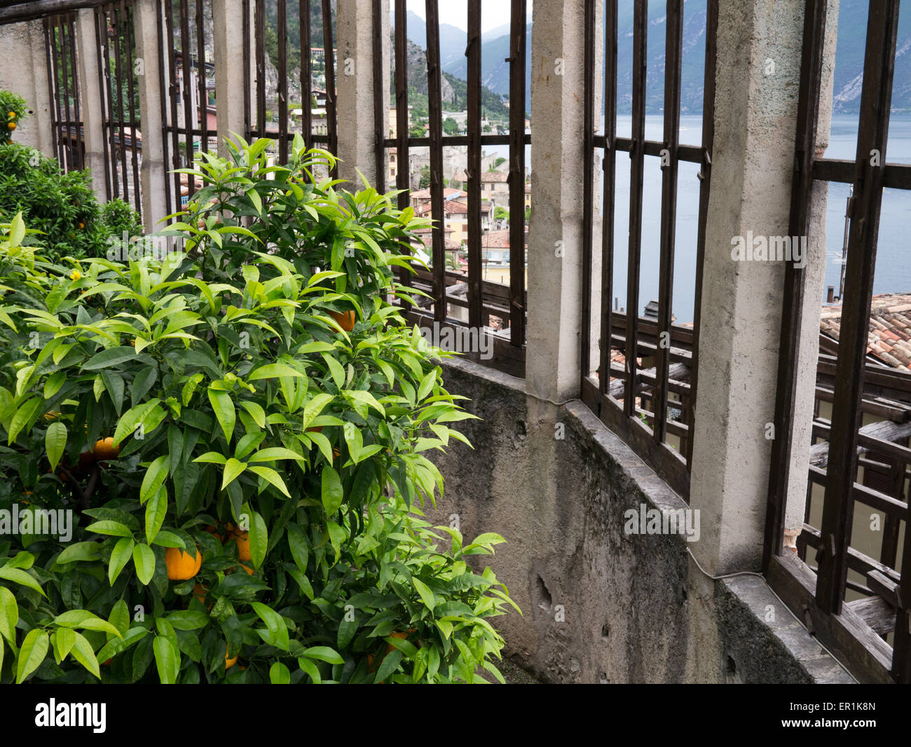 Arance crescente a Limone sul Garda Foto Stock