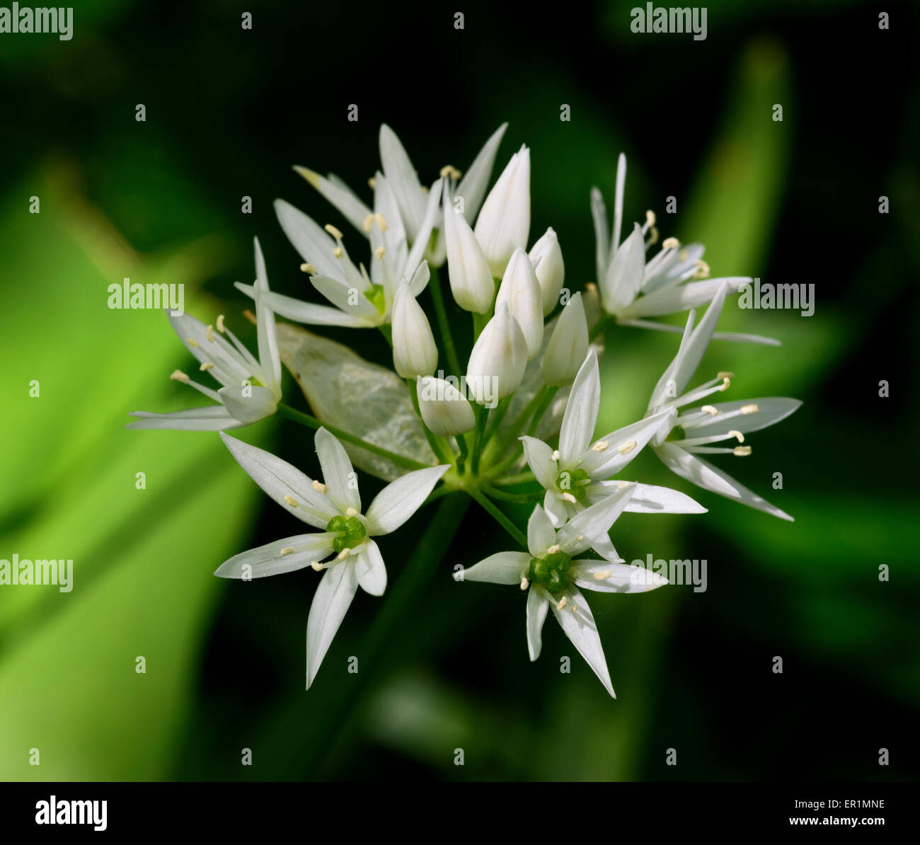 Aglio selvatico, Allium ursinum Foto Stock