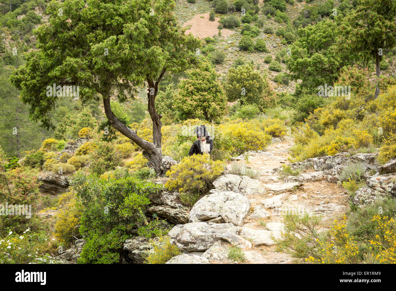 Border Collie cane sul percorso roccioso sotto un twisted vecchio albero nella foresta di Tartagine vicino Mausoléo in Corsica Foto Stock