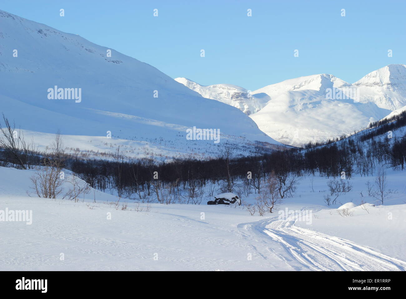 Coperta di neve alberi in montagna, Dapmotjavri, Norvegia Foto Stock