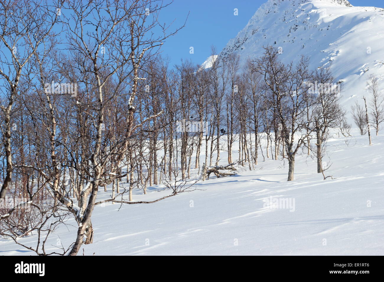 Alberi con foglie non su una montagna innevata. Dapmotjavri, Norvegia. Foto Stock
