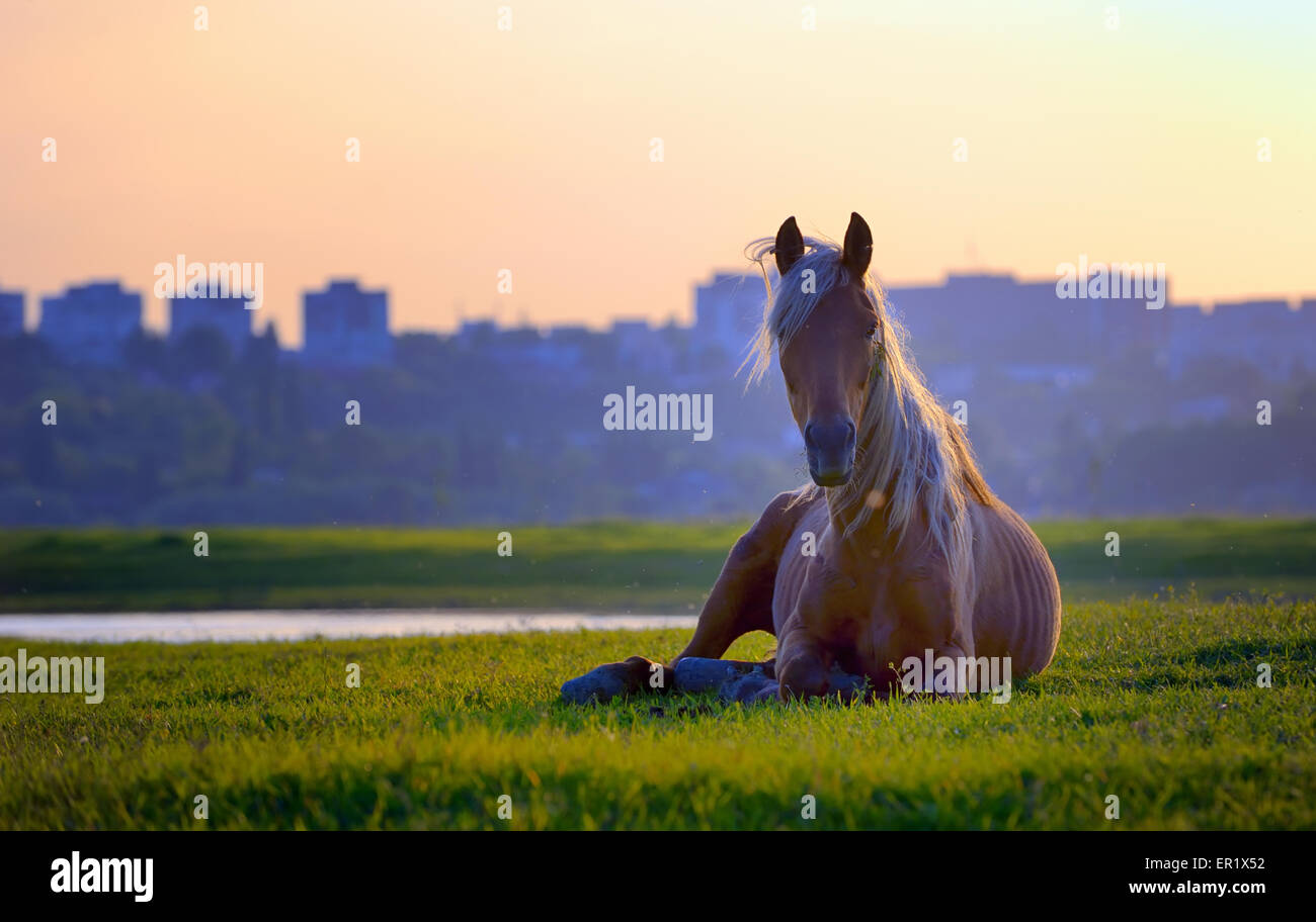 Seduta a cavallo nel tramonto sull'erba Foto Stock