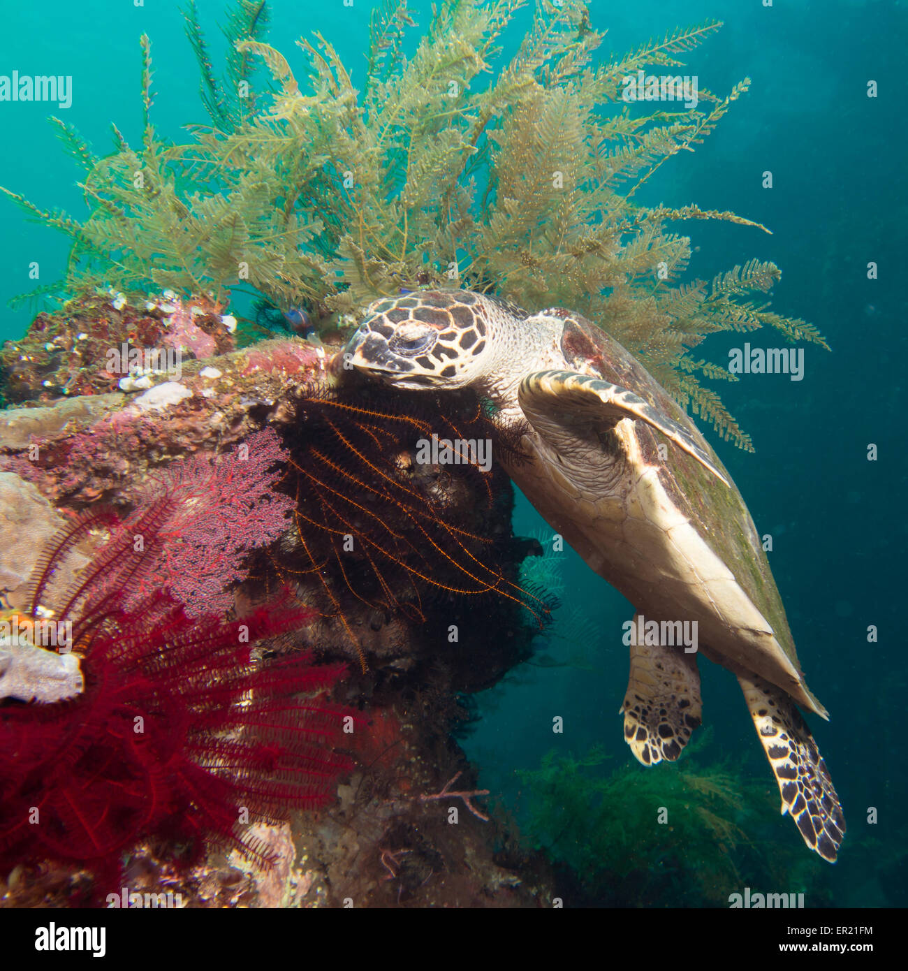 Tartaruga di mare, Hawksbil turtle, alimentando il corallo a una barriera corallina vicino a Tulamben di Bali, Indonesia Foto Stock
