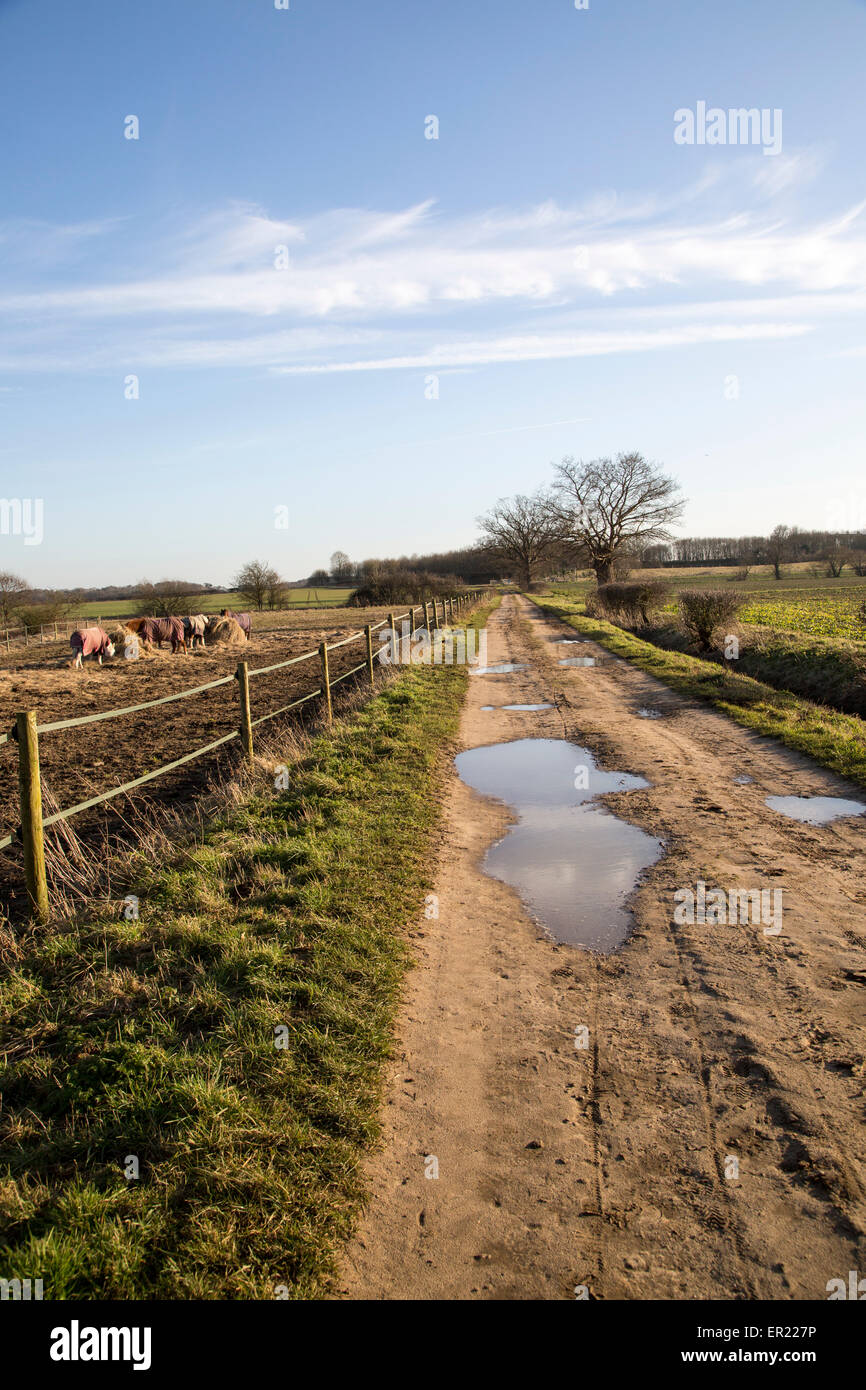Paese tranquillo lane Sutton, Suffolk, Inghilterra, Regno Unito Foto Stock