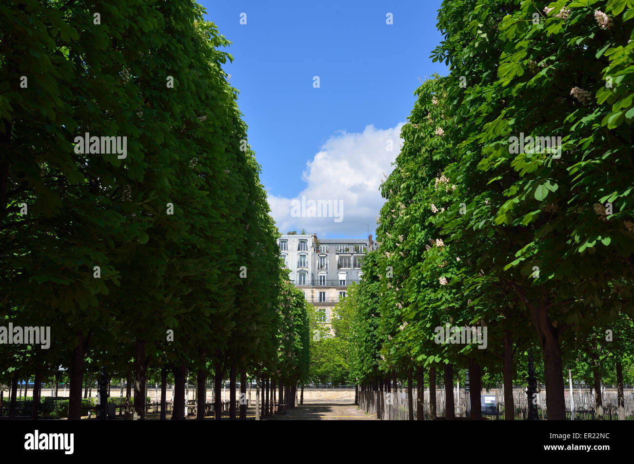 Giardino delle Tuileries (Jardin des Tuliers), Rue de Rivoli, 1° Arrondissement, Parigi, Francia Foto Stock