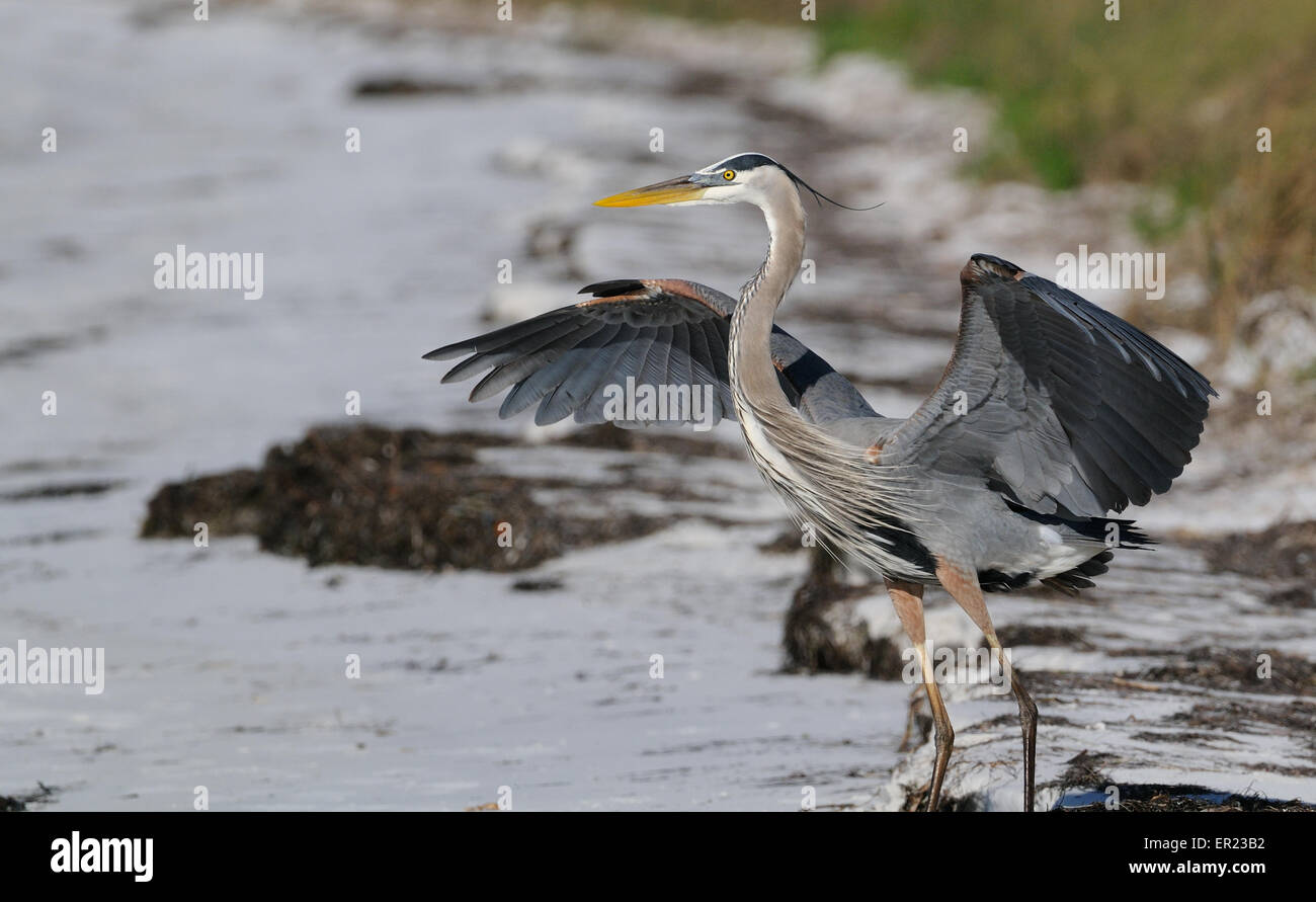 Airone blu di iniziare a volare a Gatorland vicino a Orlando ci mostra le piume di accoppiamento. Florida, Stati Uniti d'America Foto Stock