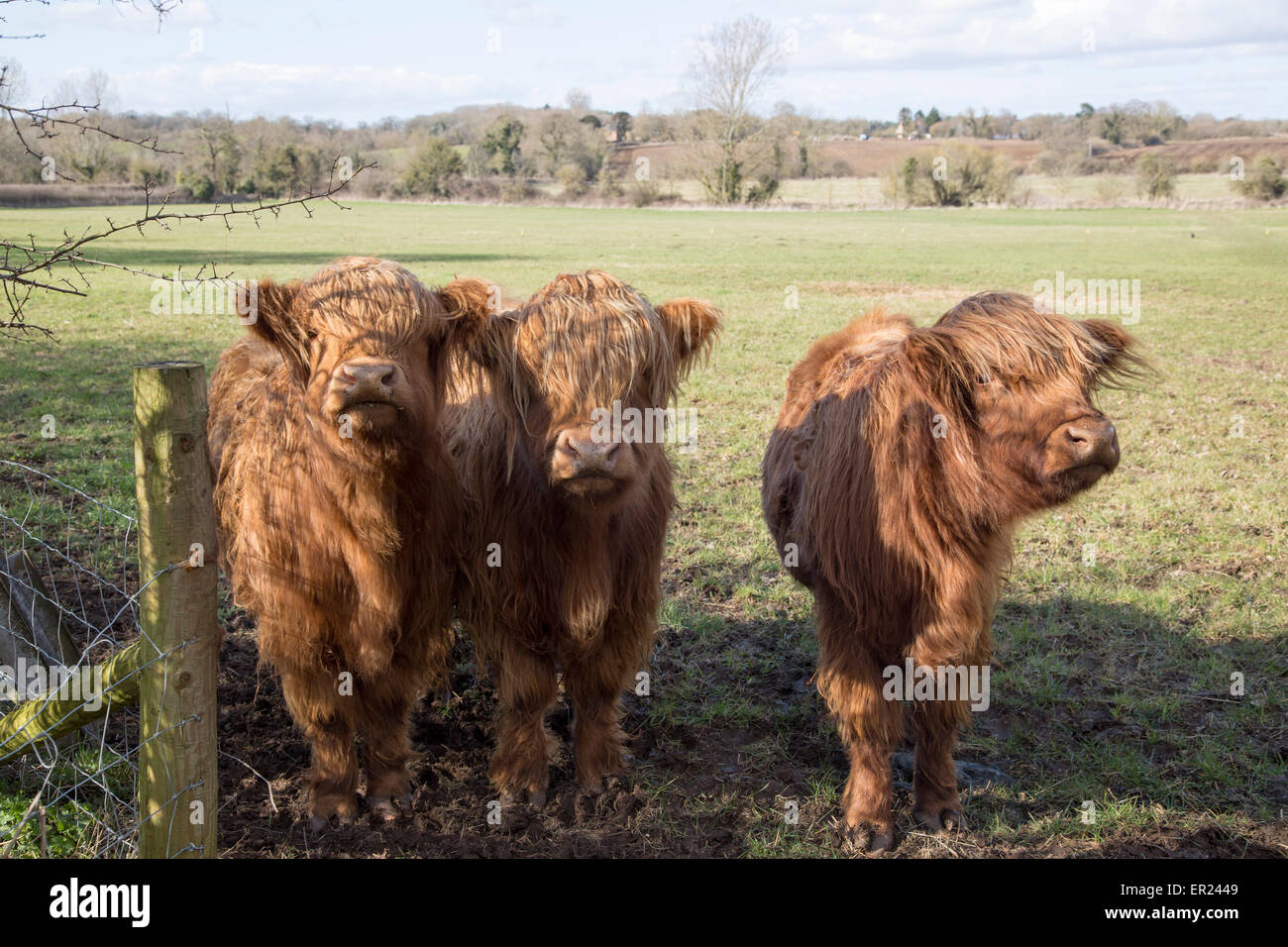 Highland vitelli bovini in campo, Compton Bassett, Wiltshire, Inghilterra, Regno Unito Foto Stock