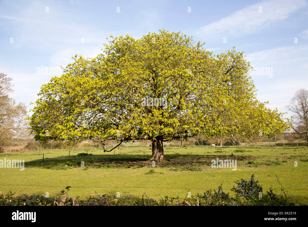 Ampia diffusione di ippocastano albero in primavera con nuove foglie, Sutton, Suffolk, Inghilterra, Regno Unito Foto Stock