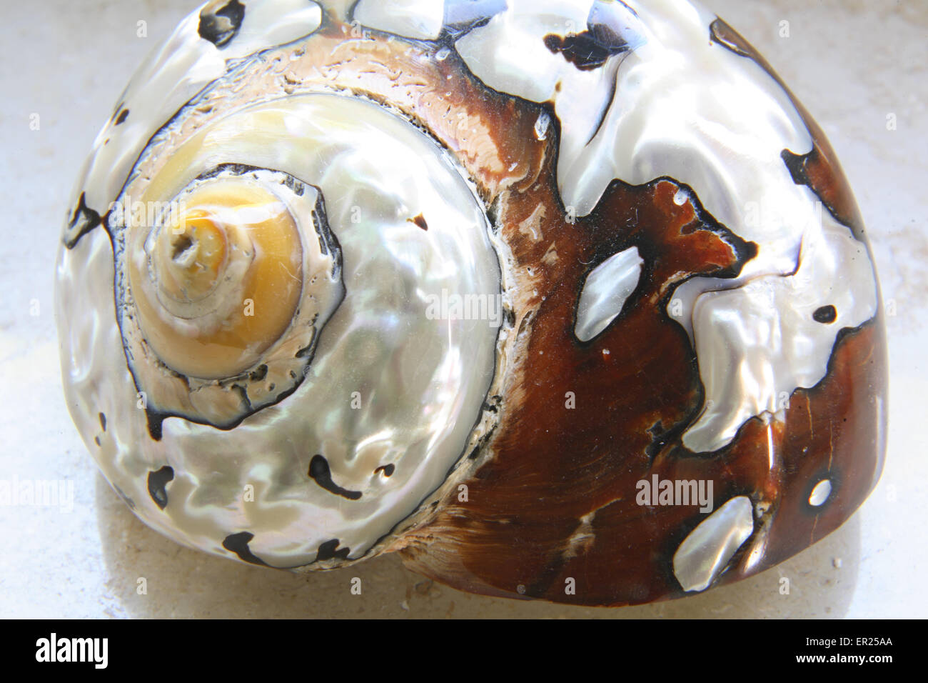 DEU, Germania, il guscio di una lumaca di mare, parzialmente lucidata. DEU, Deutschland, Haus einer Meeresschnecke, teilweise poliert. Foto Stock