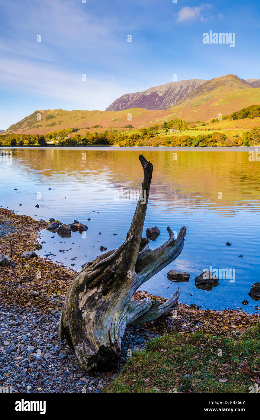 Un ceppo di alberi stagionato sulla riva occidentale del lago Buttermere con Grasmoor cadde in lontananza. Lake District, Cumbria, Inghilterra. Foto Stock