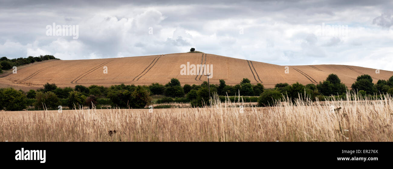 Campo di grano sulle colline vicino a Swindon Wiltshire, Inghilterra Foto Stock
