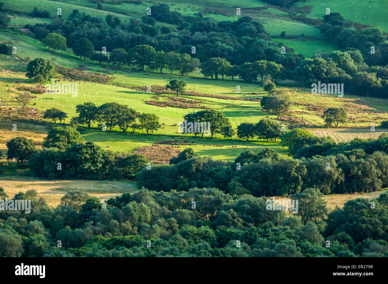 Vista di inglese boschi e campi con ricchi, tarda estate verdi. Serata di colata di luce solare lunghe ombre. Foto Stock
