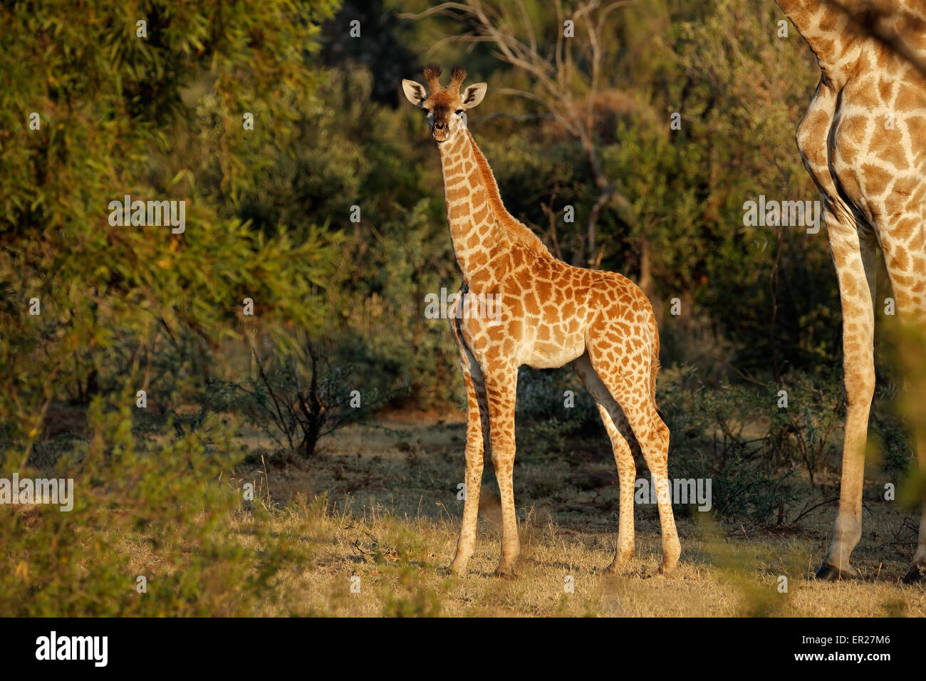 Un bambino piccolo (giraffa camelopardalis Giraffa) in habitat naturale, Sud Africa Foto Stock
