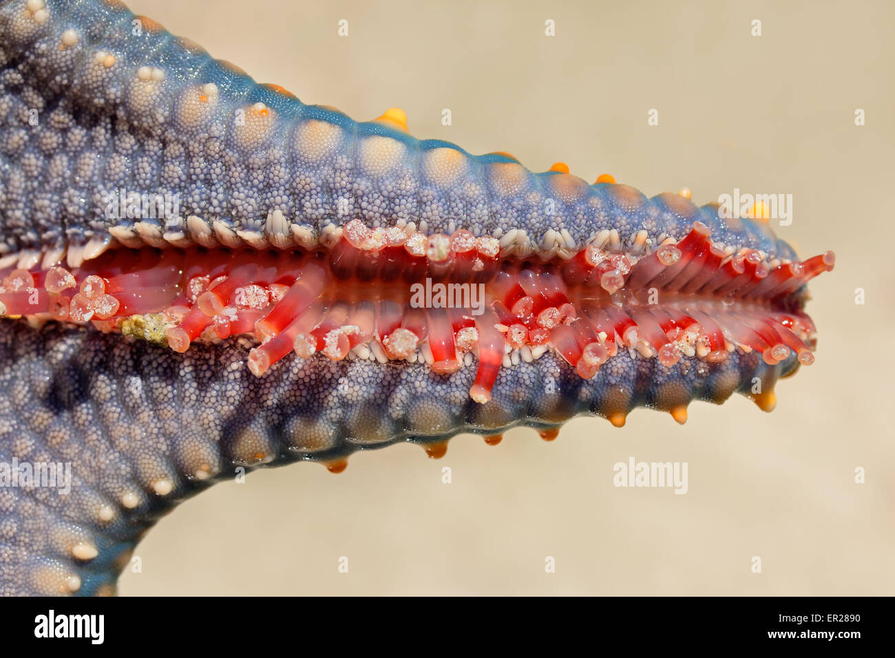 Close-up di una stella di mare tentacolo, isola di Zanzibar Foto Stock