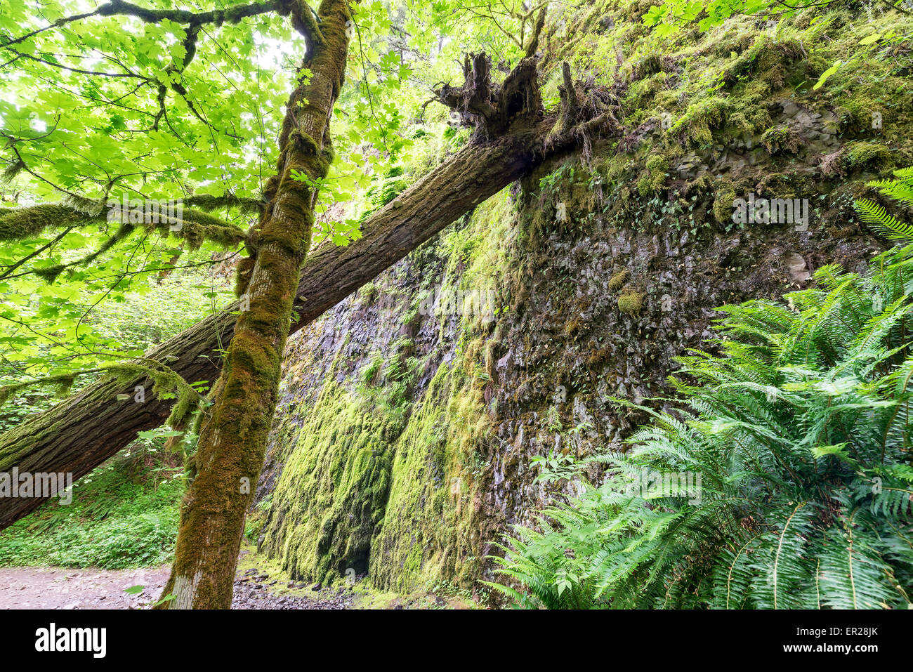 Gli alberi caduti su di un sentiero in Columbia River Gorge in Oregon Foto Stock