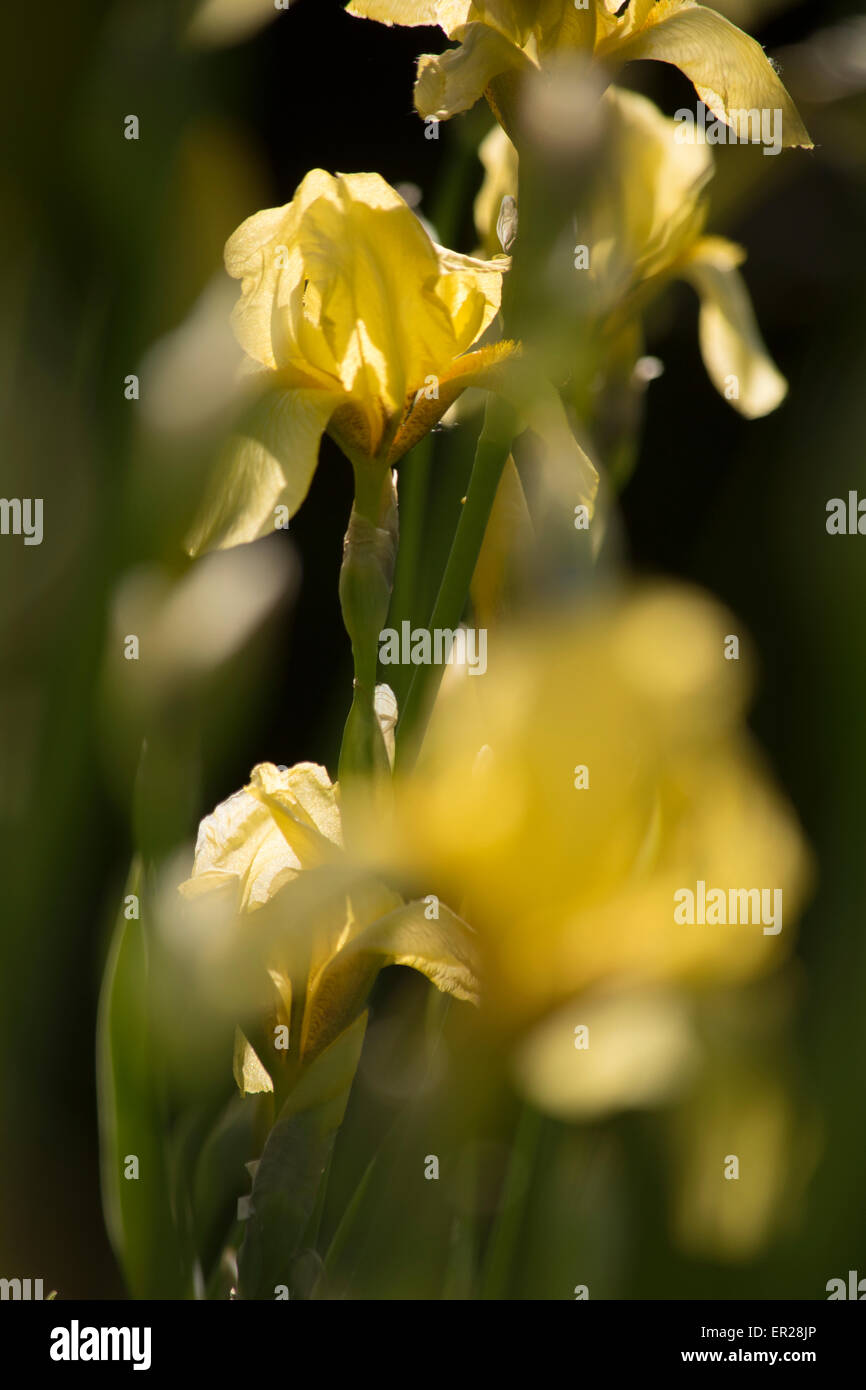 Giallo fiori Iris focus astratto Foto Stock