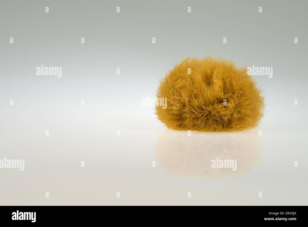 Poco marrone/arancio furball con la sua riflessione sul grigio e bianco gredient sfondo. Foto Stock