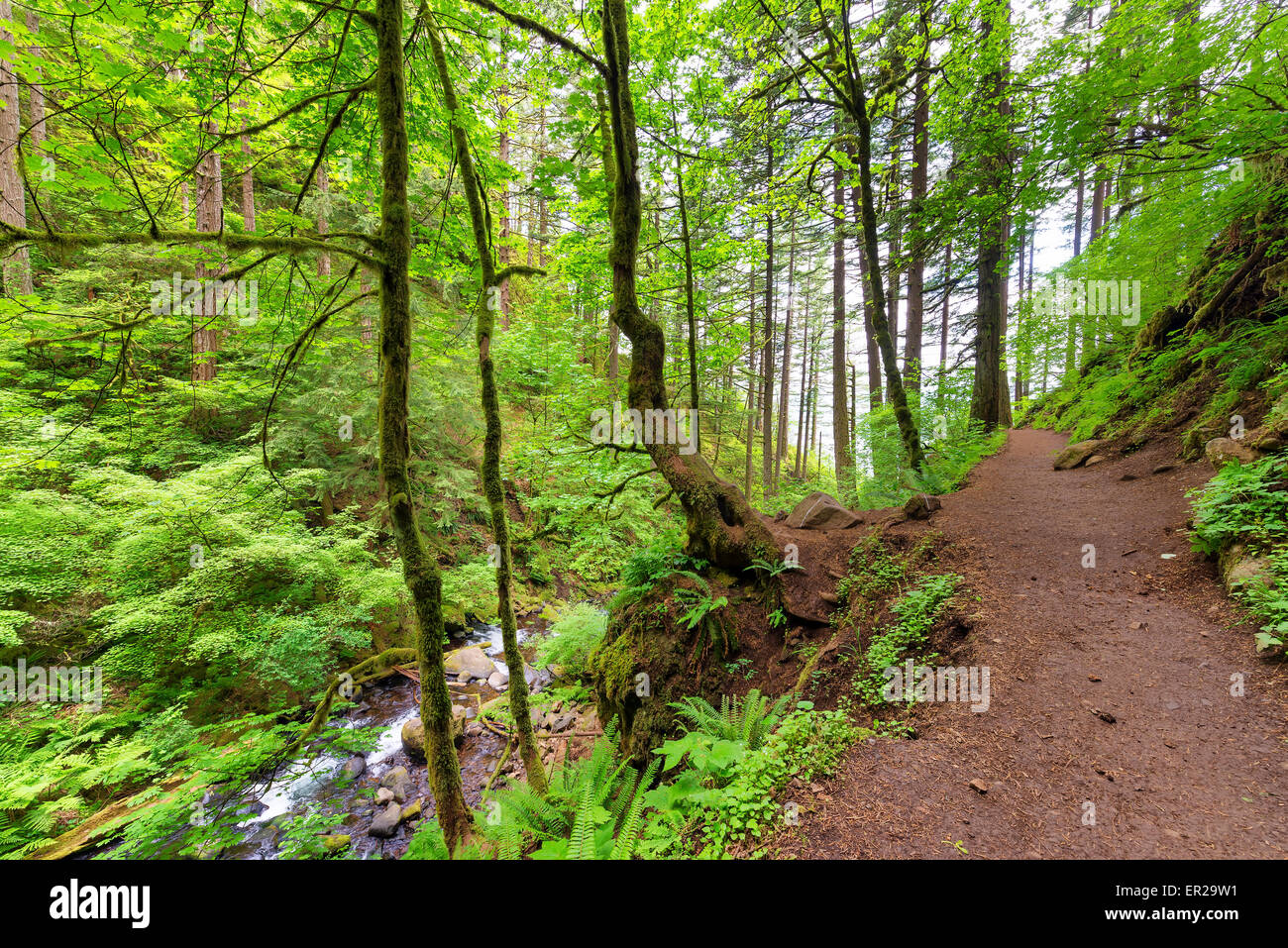 Il sentiero di equiseto cade nella Columbia River Gorge vicino a Portland, Oregon Foto Stock