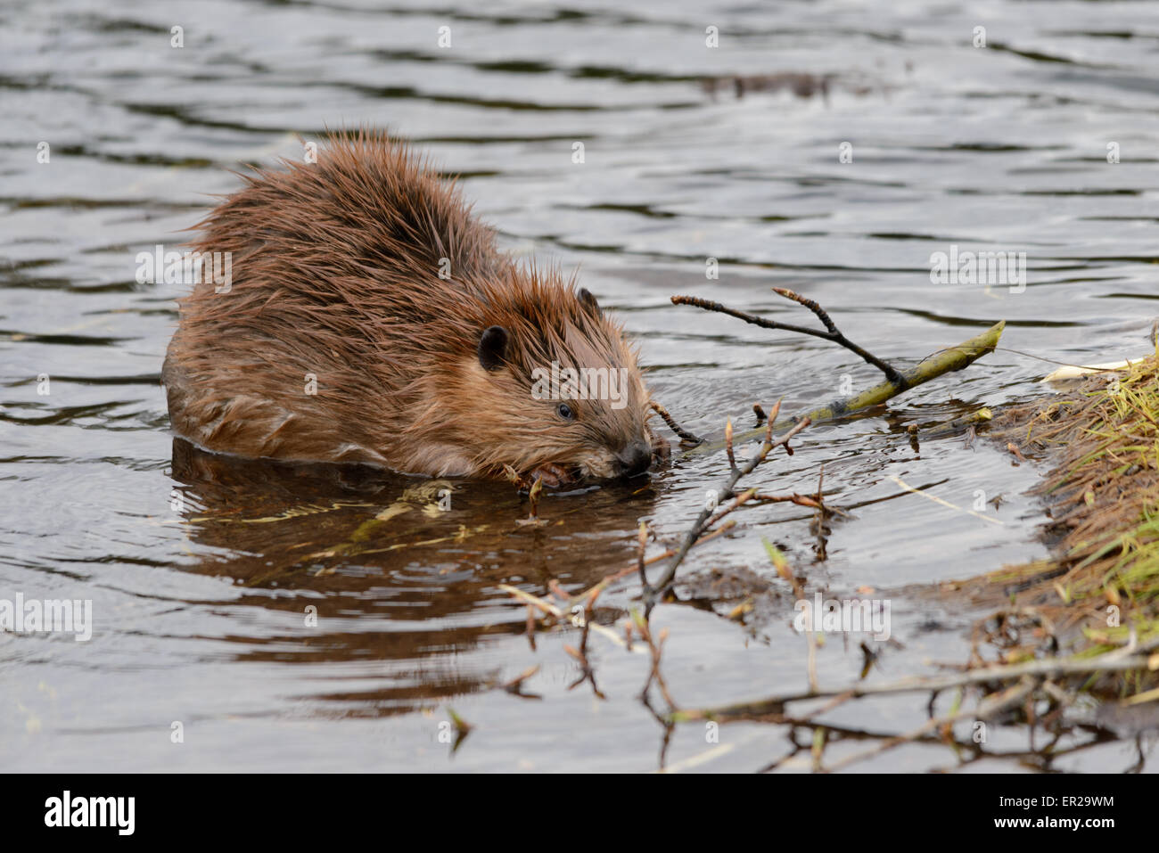 Beaver mangiare ramoscelli in acqua di beaver pond Foto Stock