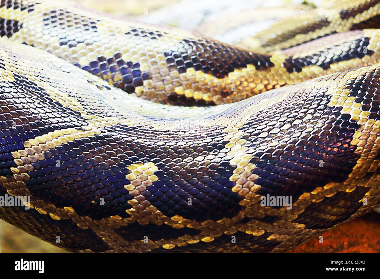 Python birmano. Il dark tiger python avvolto a ricciolo. Foto Stock