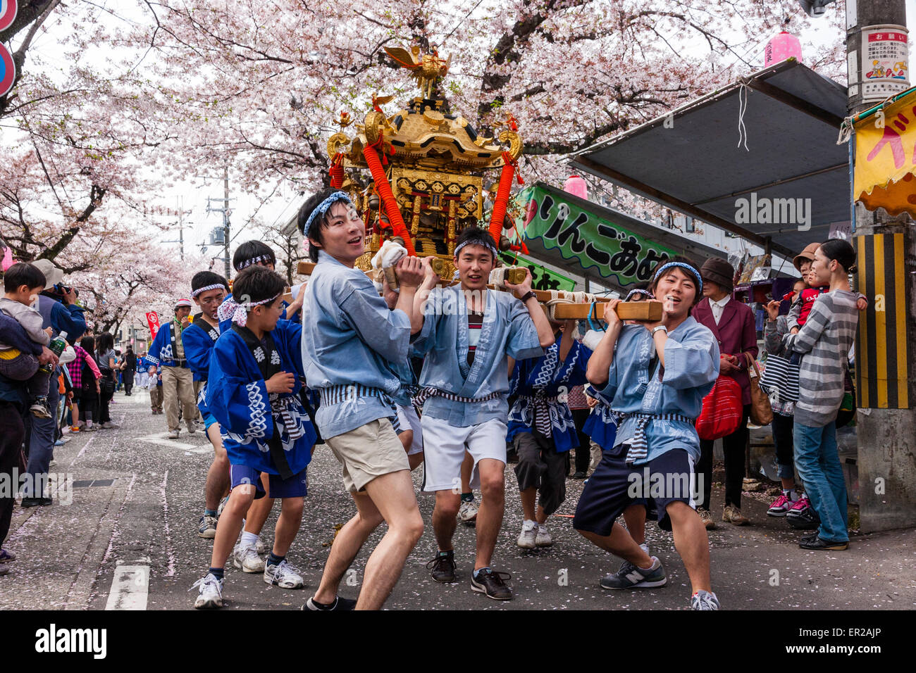 La parata annuale dei Genji a Tada, Giappone. Squadra di uomini che sollevano e trasportano un mikoshi, un santuario portatile, attraverso la strada sotto alberi di ciliegio fiorisce. Foto Stock