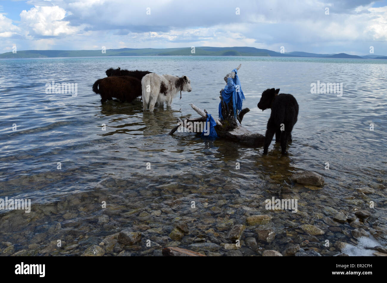 Giovani bufali la balneazione e bere nel lago Hovsgol, nel nord della Mongolia Foto Stock