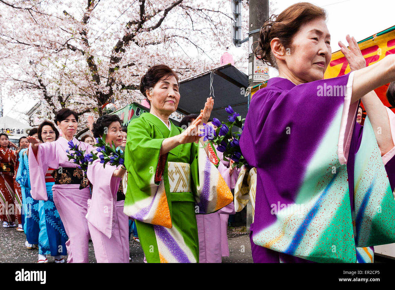 Squadra di donne mature vestite con kimono che cantano e ballano sotto i  fiori di ciliegia durante la parata annuale di primavera dei Genji a Tada  in Giappone Foto stock - Alamy