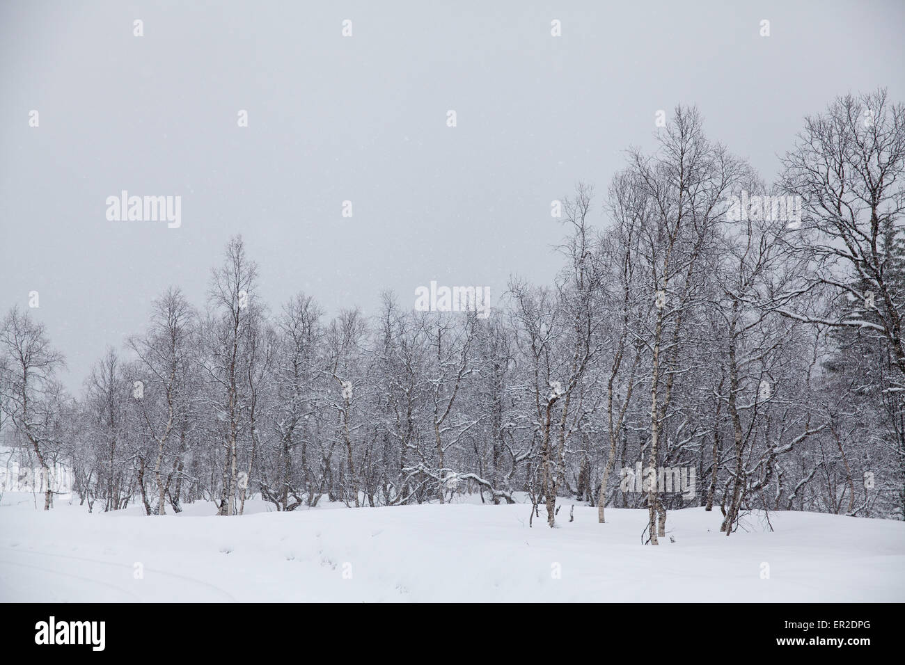 Neve e di betulle in Vengedalen, Rauma kommune, Møre og Romsdal, Norvegia. Foto Stock