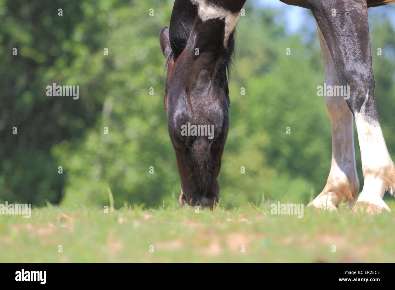 Bassa fotografia in prospettiva di un cavallo al pascolo Foto Stock