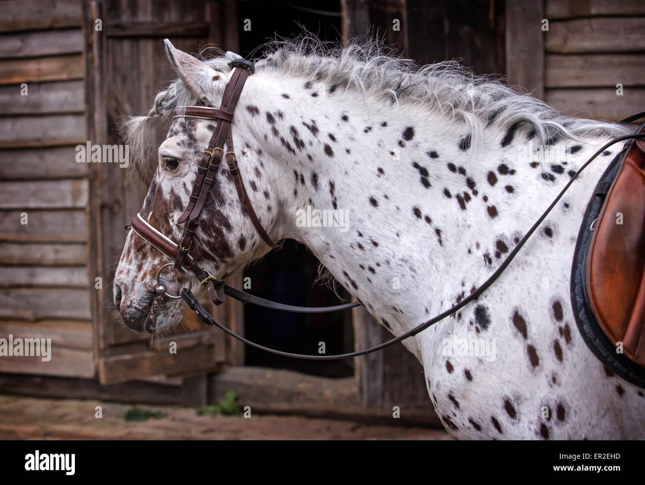 Macchiato il cavallo di razza di Altai in piedi all'aperto Foto Stock