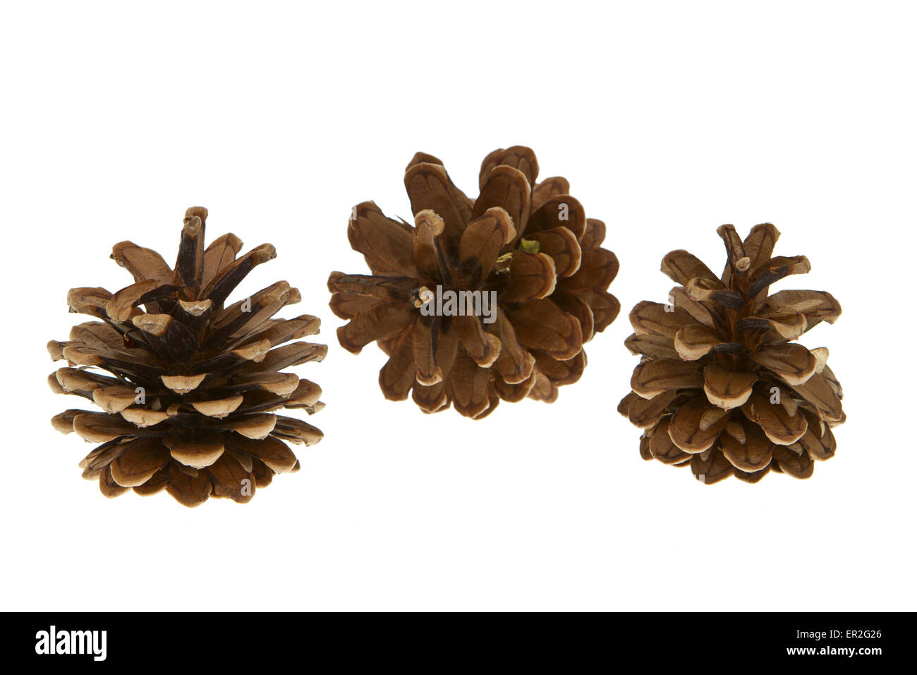 Weihnachtsdekoration, Kiefernzapfen, natale deloration, pigne, autunno, sfondo, marrone, celebrazione di Natale, clippi Foto Stock