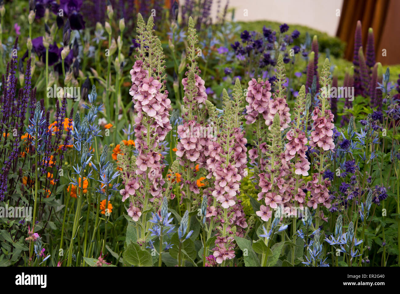Un close-up di Molène 'Merlino' in Morgan Stanley Città Sane giardino al Chelsea Flower Show. Foto Stock
