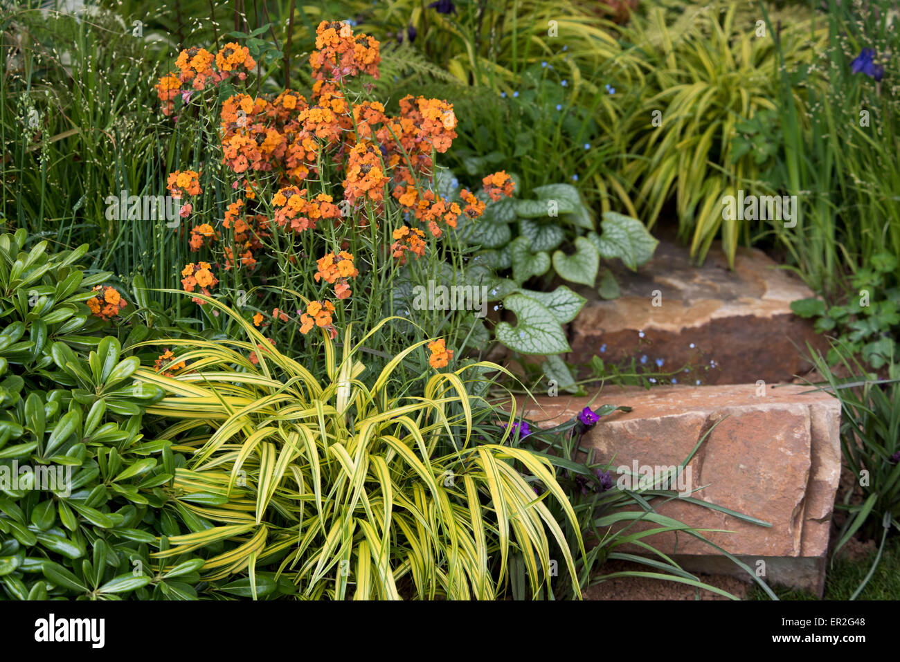Erysimum "albicocca Twist' cresce in una sezione del Sentebale-Hope nel giardino della vulnerabilità della RHS Chelsea Flower Show, 2015 Foto Stock
