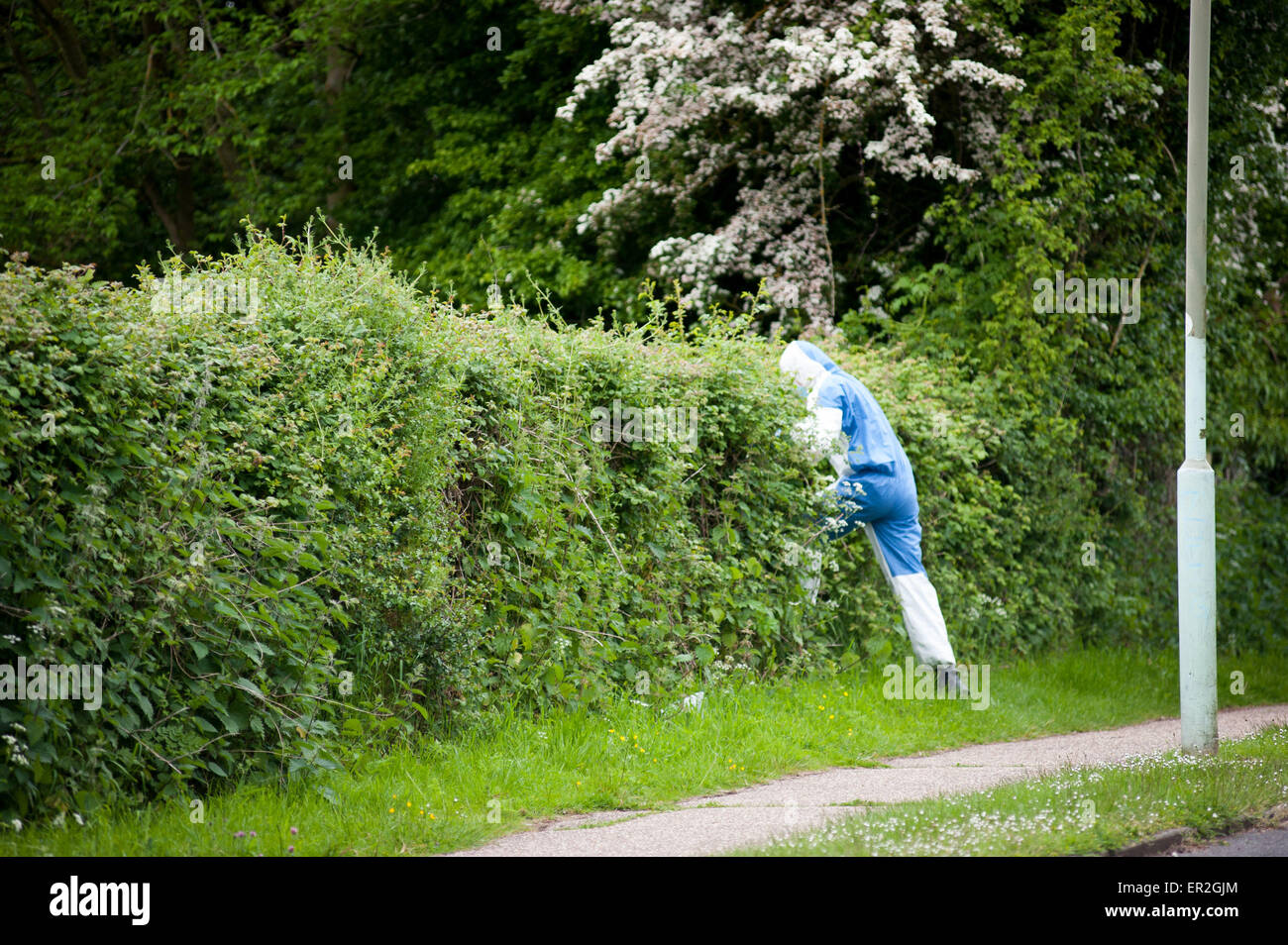 Oxford, Regno Unito. 25 Maggio, 2015. Un corpo è stato trovato nel bosco in Marston Ferry Road, Marston ,Oxford. Si è creduto per essere il corpo di Jed Allen, sospettato di omicidio di sua madre,patrigno e la sorella,Didcot Oxfordshire. Credito: roger askew/Alamy Live News Foto Stock