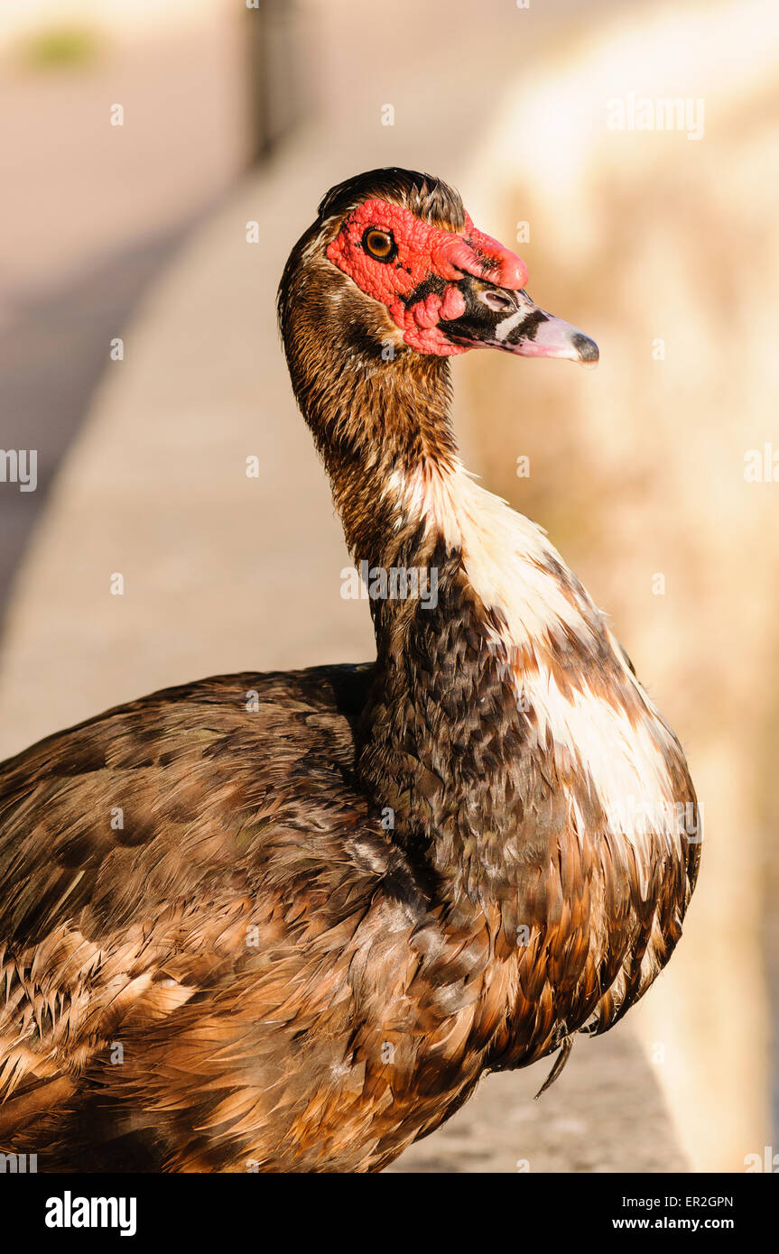 Il novellame di anatra muta (Cairina moschata) sull'isola Mediterranea di Mallorca, Spagna. Foto Stock