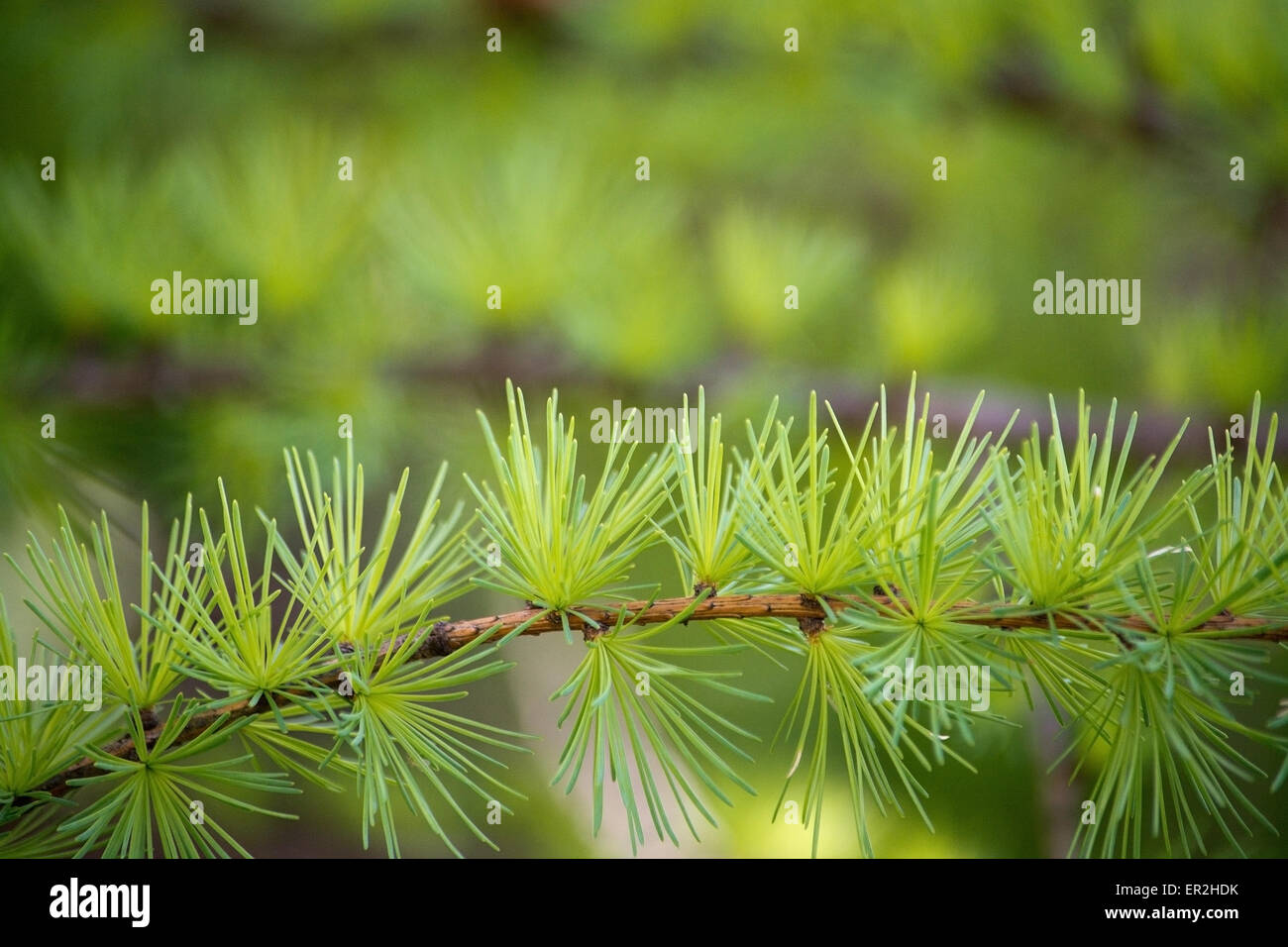 Larice ramo (Larix) closeup con aghi nel verde della foresta di luce. Foto Stock