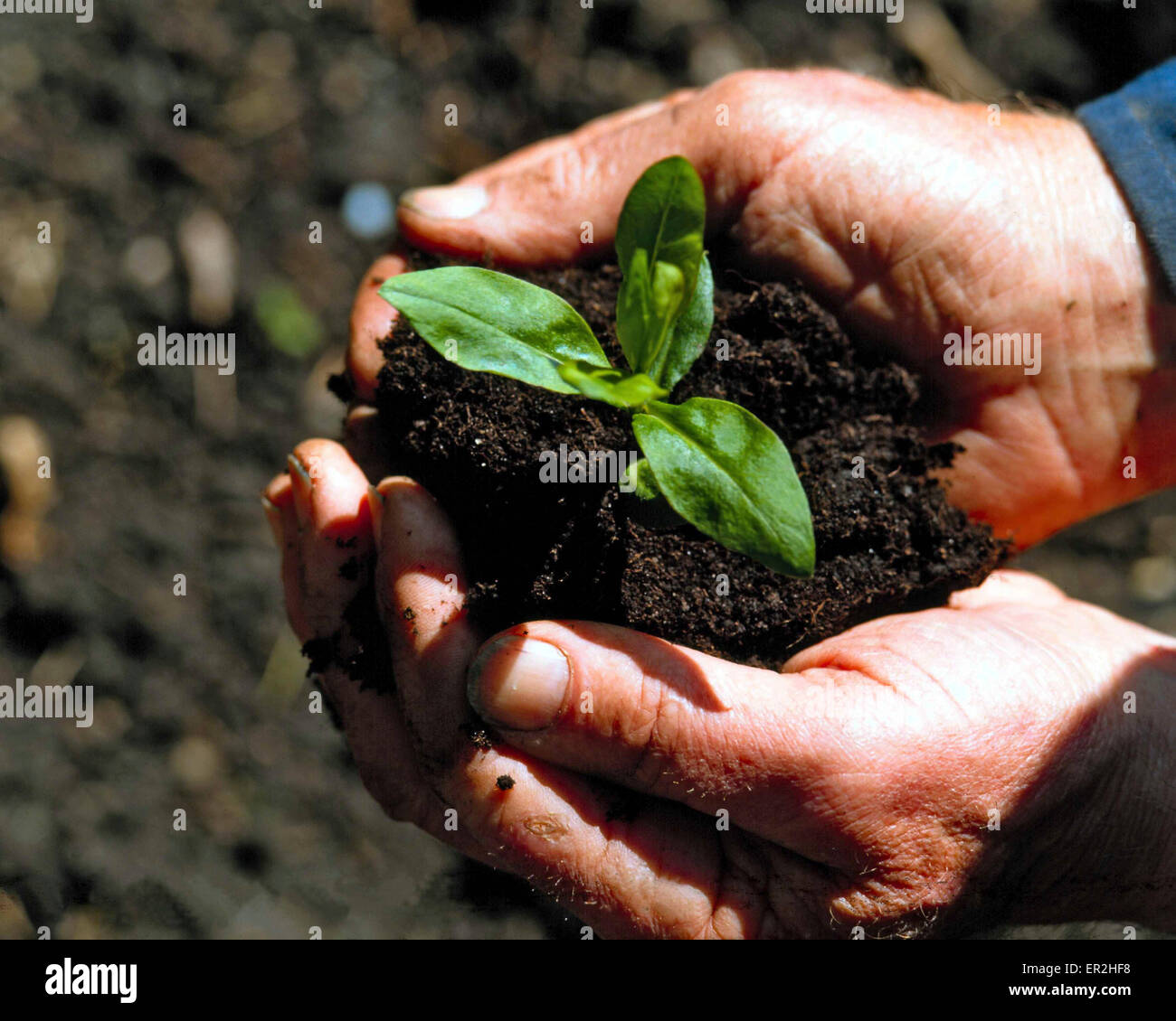 L'uomo, mani, terra, piante, tenere premuto il simbolo, natura, ecologia, ambiente, protezione del benessere degli animali, la responsabilità, la crescita di germogli di semi, Foto Stock