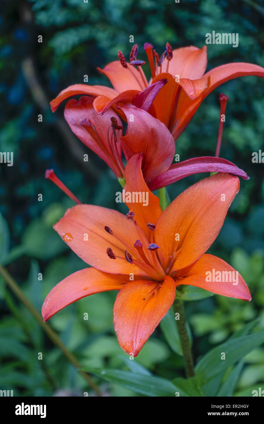 Gartenblumen, Rote Lilien, fiori da giardino, gigli rossi, fiore, Bloom, Lily, gigli, Lilium, liliacee, botanica, Close-Up, dettaglio Foto Stock