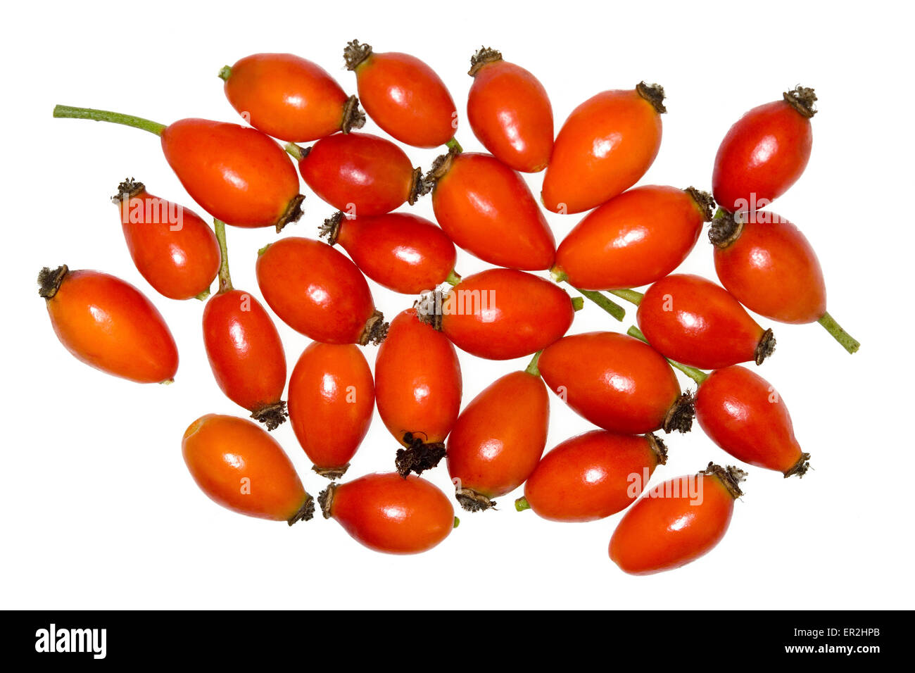 Alpen-Hagrose, Rosa pendulina, dettaglio Fruechte, Frucht, rot, Natur, vegetazione, Botanik, Pflanze, Alpenheckenrose, Alpenhagrose Foto Stock