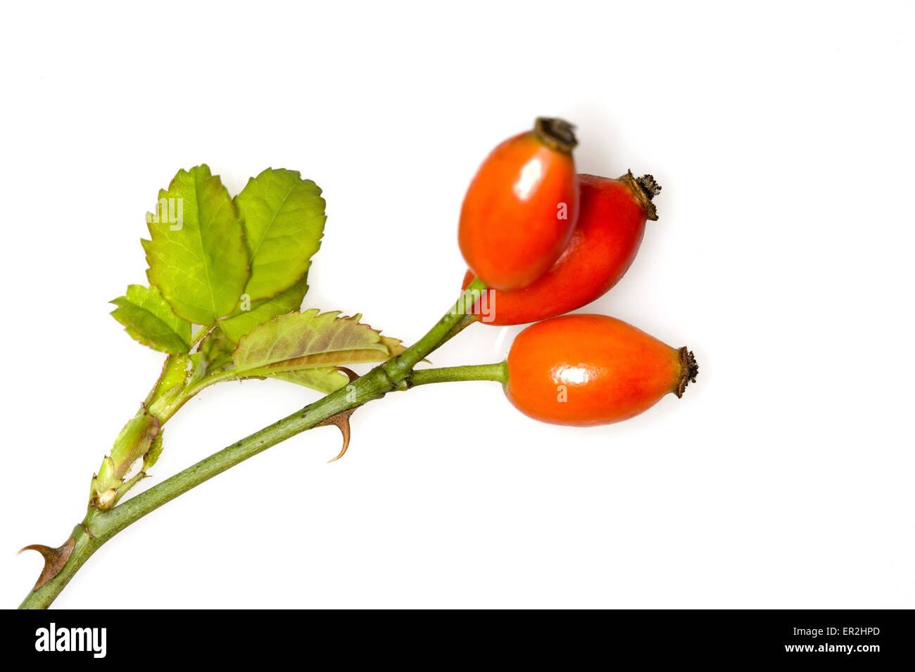 Alpen-Hagrose, Rosa pendulina, dettaglio Fruechte, Frucht, rot, Natur, vegetazione, Botanik, Pflanze, Alpenheckenrose, Alpenhagrose Foto Stock