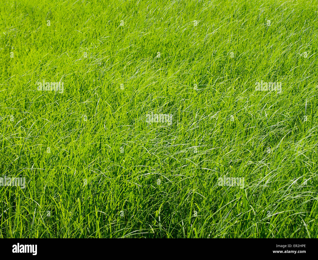 Wiese, Grashalme, Sonnenlicht, Natur, Pflanzen, Gras, Wachstum, wachsen, spriessen, frisch, sonnig, sommerlich, inferno, Graeser, D Foto Stock